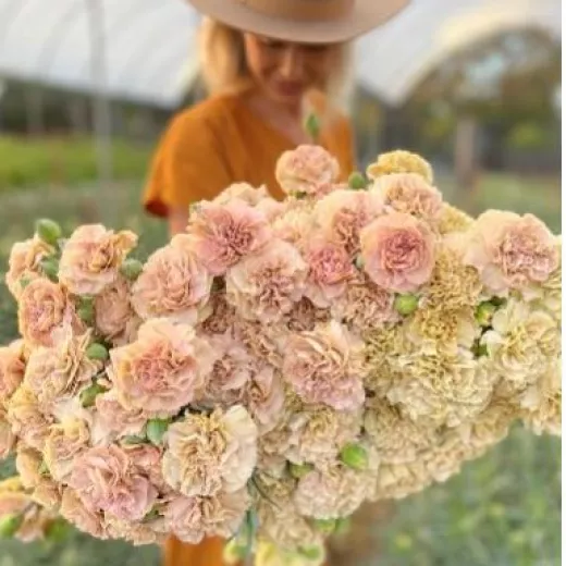 Carnation