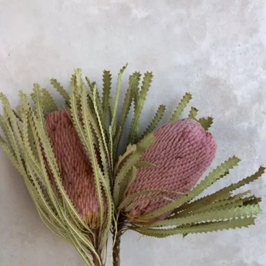 Banksia Blush