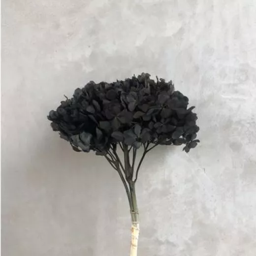 Hydrangea Pastel Black