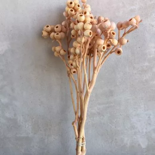 Ambernut Blush