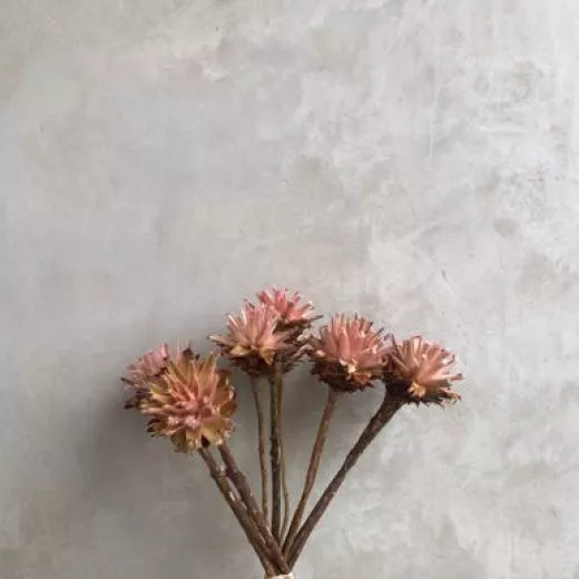 Plumosum Blush