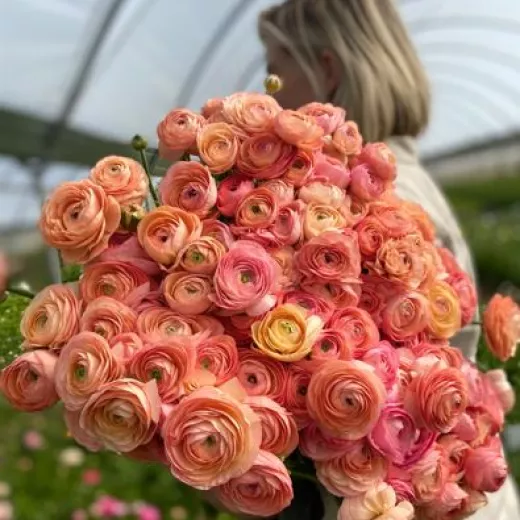 Salmon Ranunculus