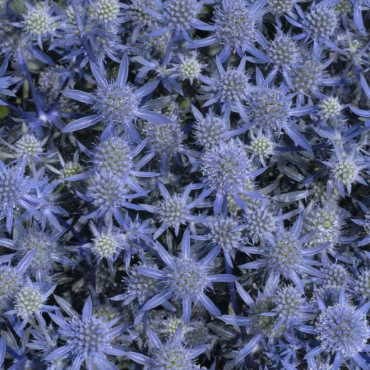 Eryngium Blue Glitter