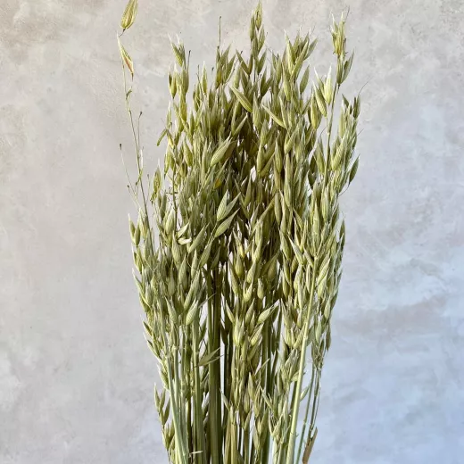 Oats - Natural