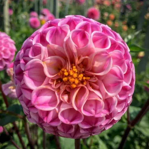Pink Marble