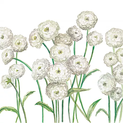 Yarrow Pearl