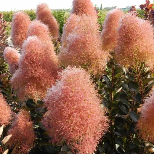 Cotinus Coggygria Magical Torch