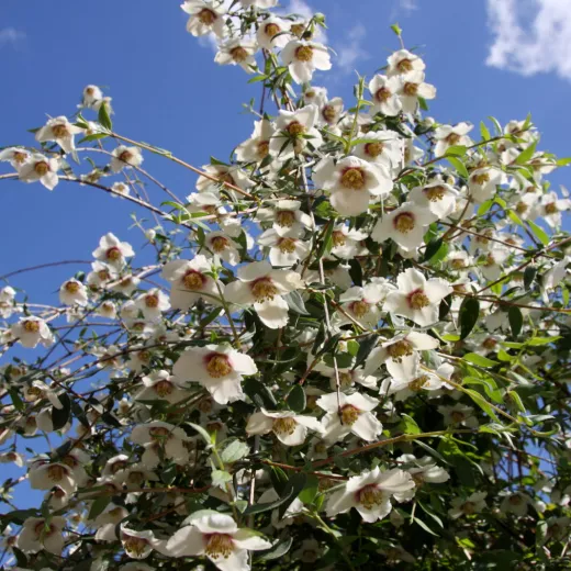 Philadelphus Maculatus Mexican Jewel