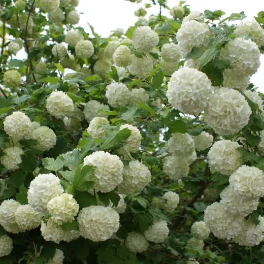 Paniculata Snowball Hydrangea