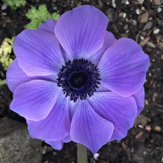 Anemone Carmel Blue