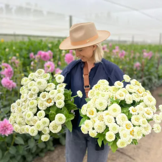 Zinnia White Oklahoma