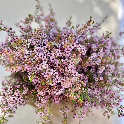Geraldton Wax - Pink | Purple