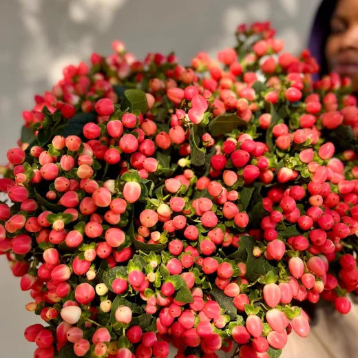Hypericum Red
