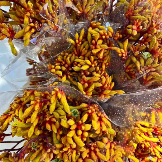 Kangaroo Paws Yellow
