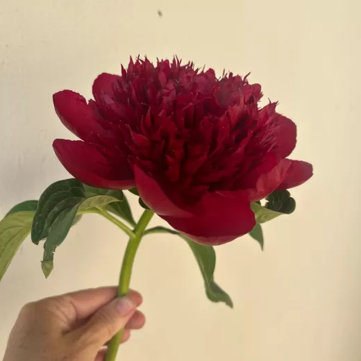 Red Charm
