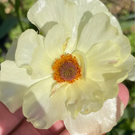Butterfly Ranunculus: Yellow