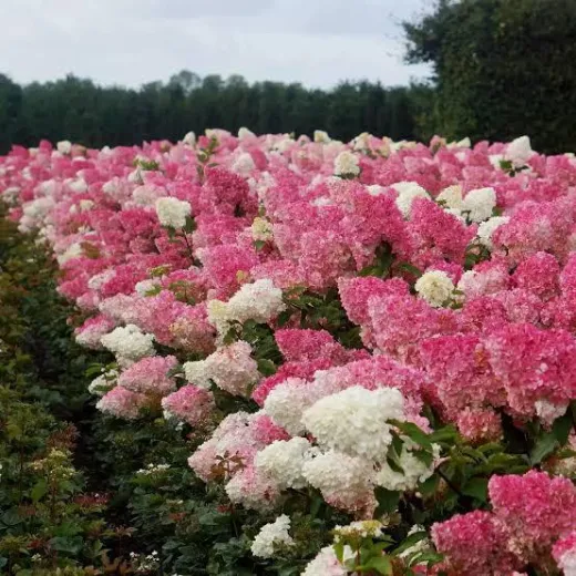 Vanille Fraise