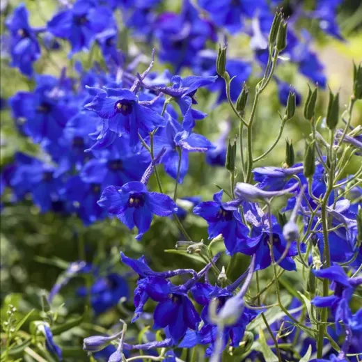 Delphiniums: Small: Belladonna 