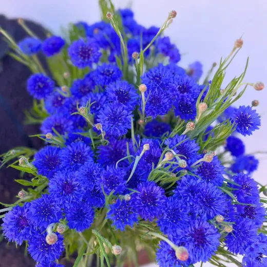Cornflower