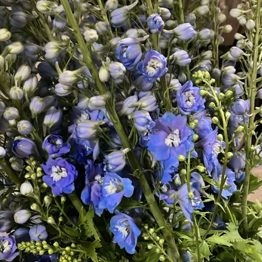 Delphiniums Light Blue