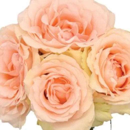 Alina Perfumella Spray