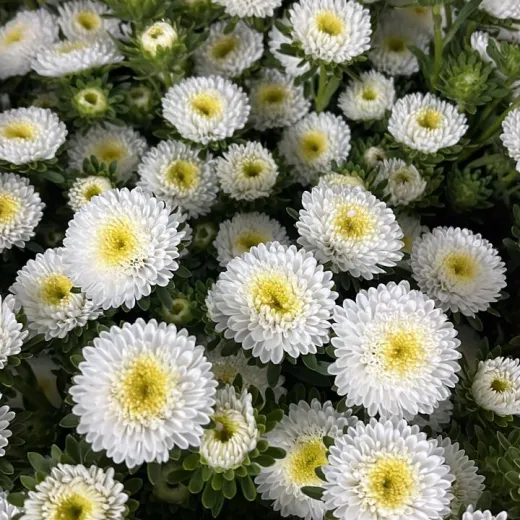 Aster