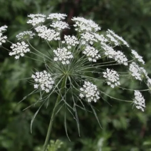 Dill: White