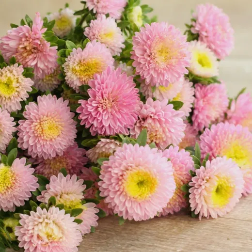 Aster Bonita (Pompon Shape) Light Pink