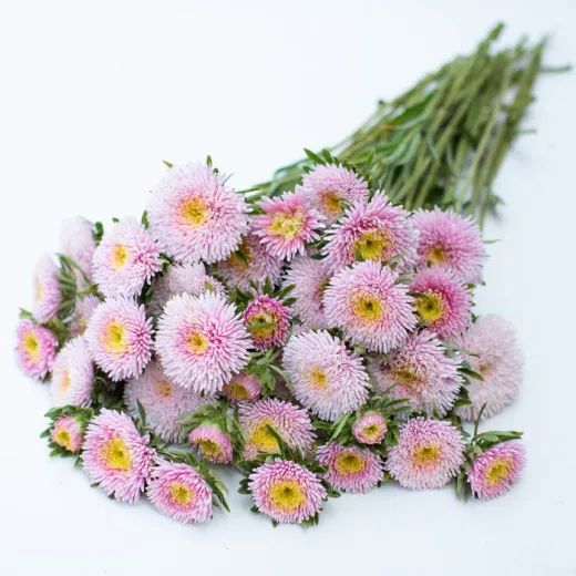 Aster China Light Pink