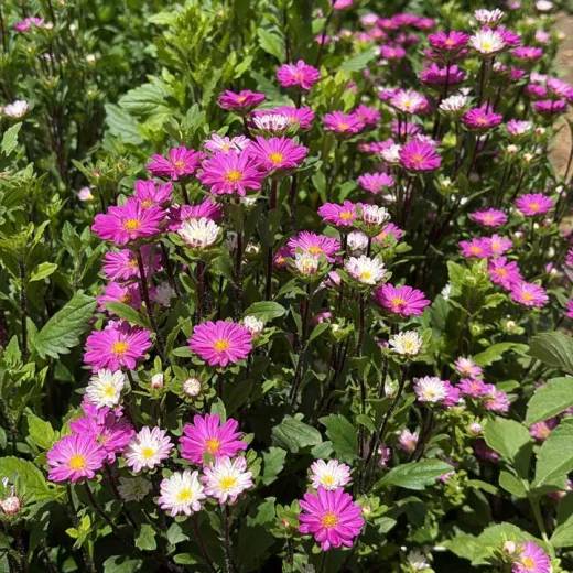 Aster Serenade Rose Tipped