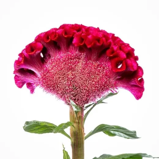 Celosia Act Cerise Pink