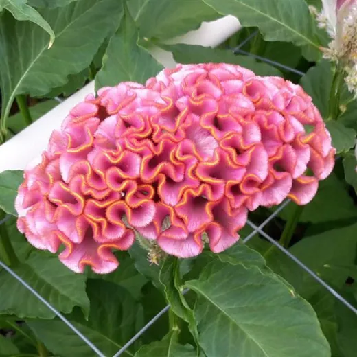Celosia Act: Pink