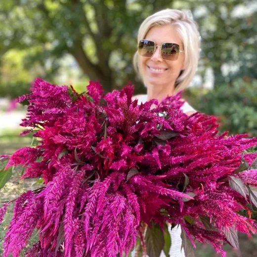 Celosia Plume