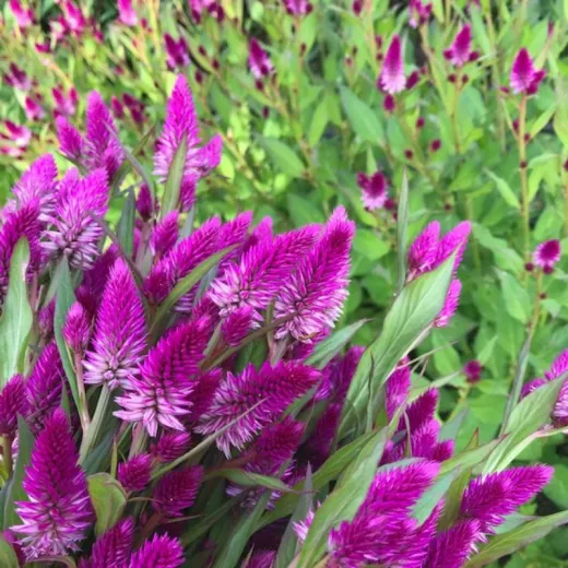 Celosia Ruby Parfait
