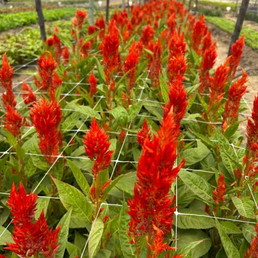 Celosia