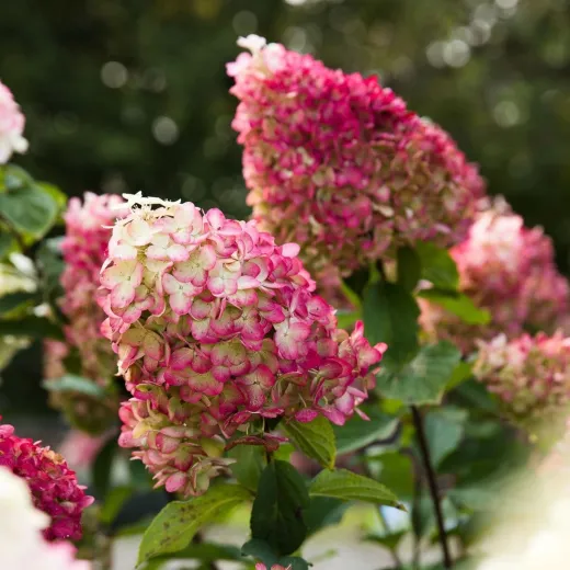 Colourful Cocktail Hydrangea