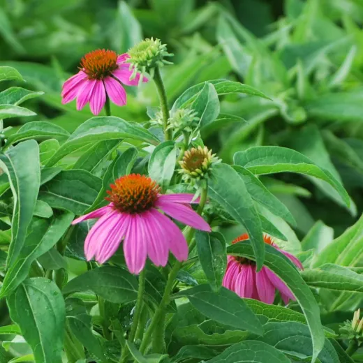 Echinacea Wild Type