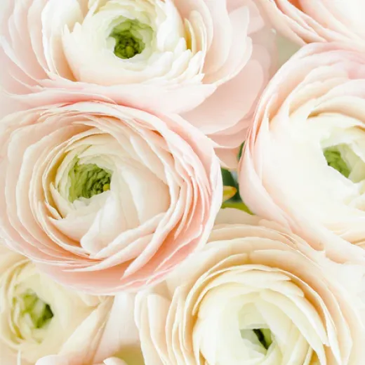 Italian Bianco Sfumato Ranunculus