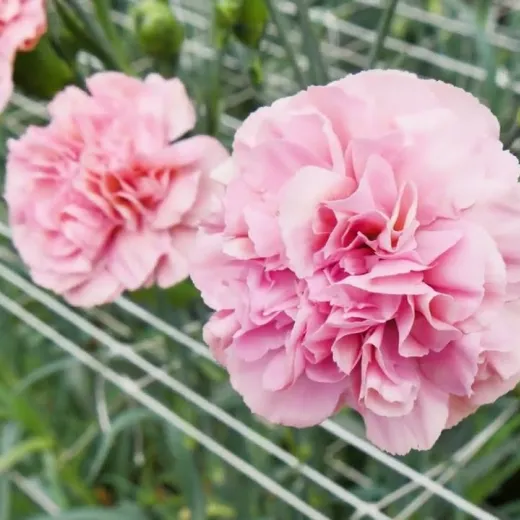 Miss Bella Carnation