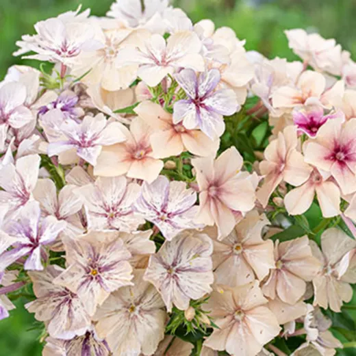 Phlox Creme