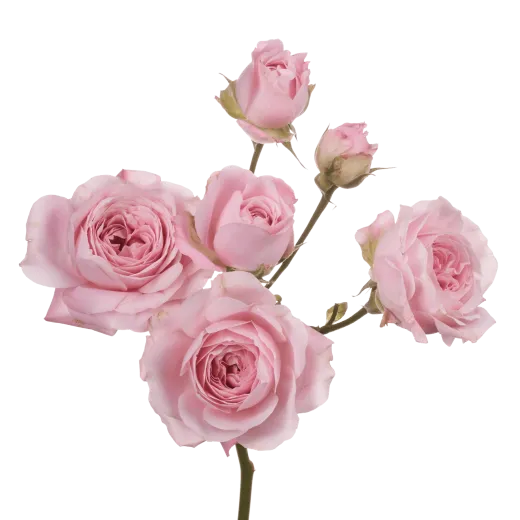 Princess Fairy Kiss Pink