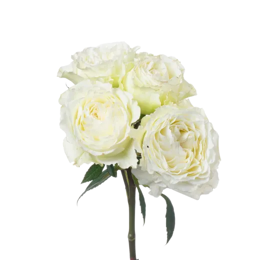 Princess Fairy Kiss White