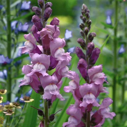 Snapdragon Lavender