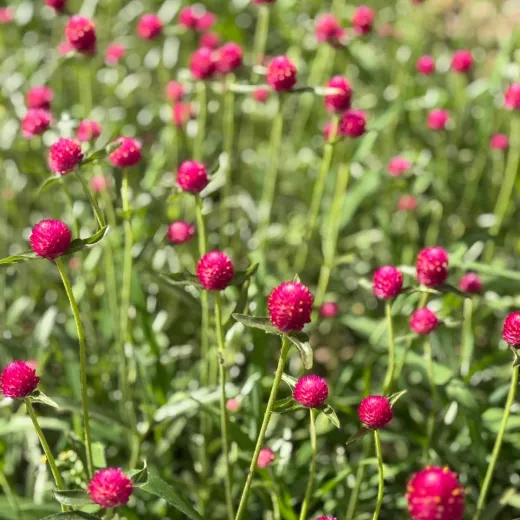 Gomphrena Cerise Pink