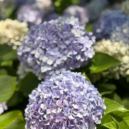 Hydrangea - Medium to Tall Stems - Bi-Colour