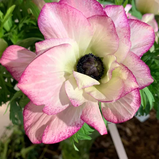 Anemone Mistral Edge