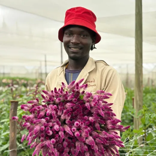 Celosia Ruby Parfait