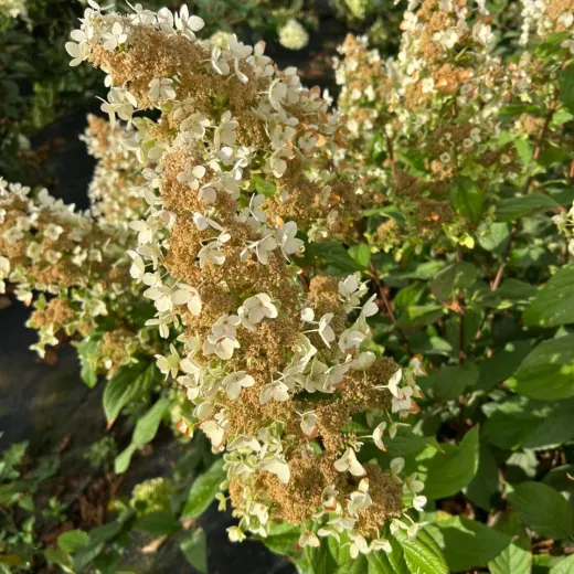 Paniculata