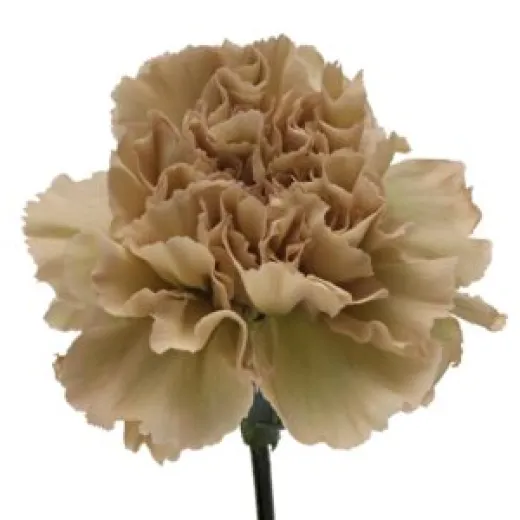 Carnation Coffee