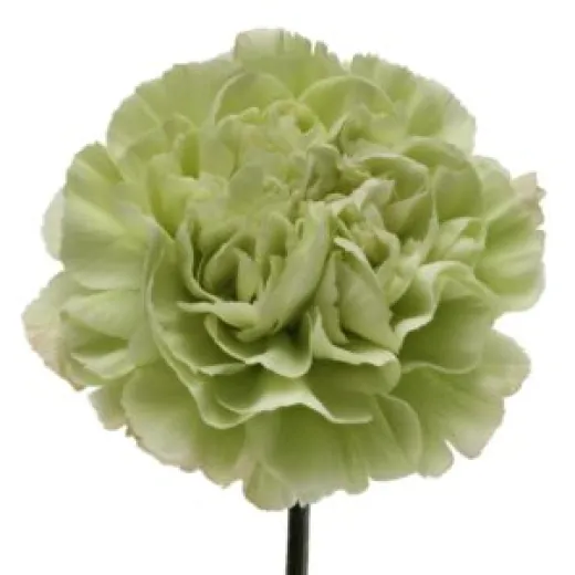 Carnation Green
